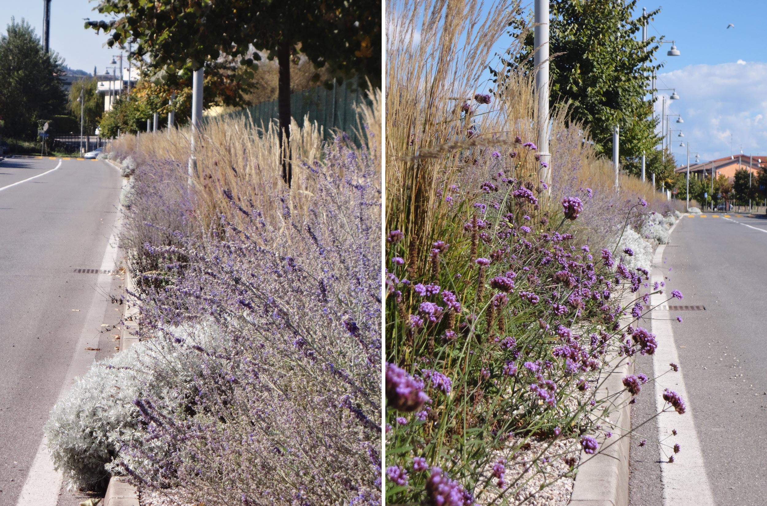 Verbena bonariensis, Perovskia atriplicifolia, Senecio vira vira, Agastache foeniculum, Salvia nemorosa e Stachys byzantina