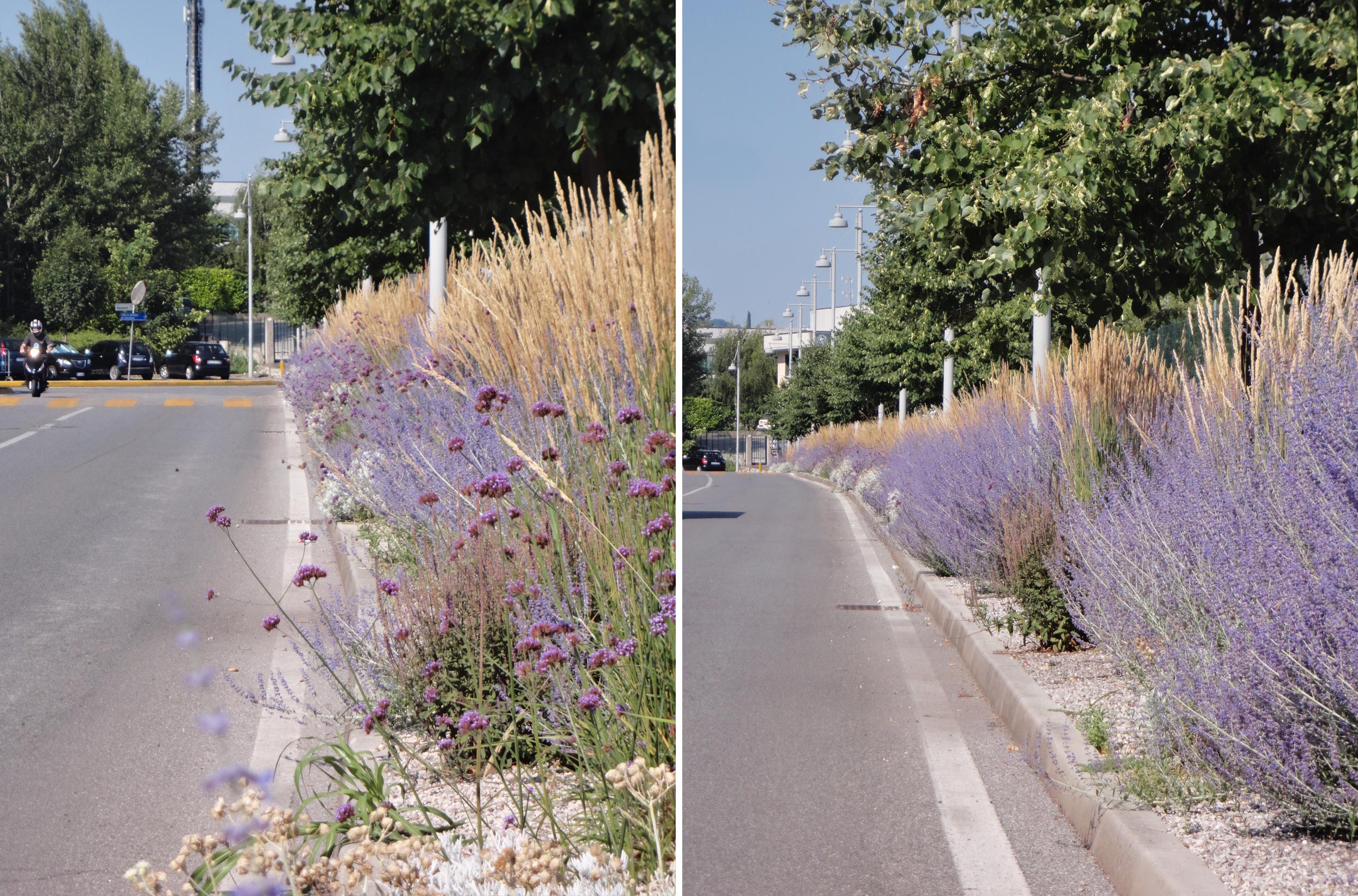 Verbena bonariensis, Perovskia atriplicifolia, Senecio vira vira, Agastache foeniculum, Salvia nemorosa e Stachys byzantina