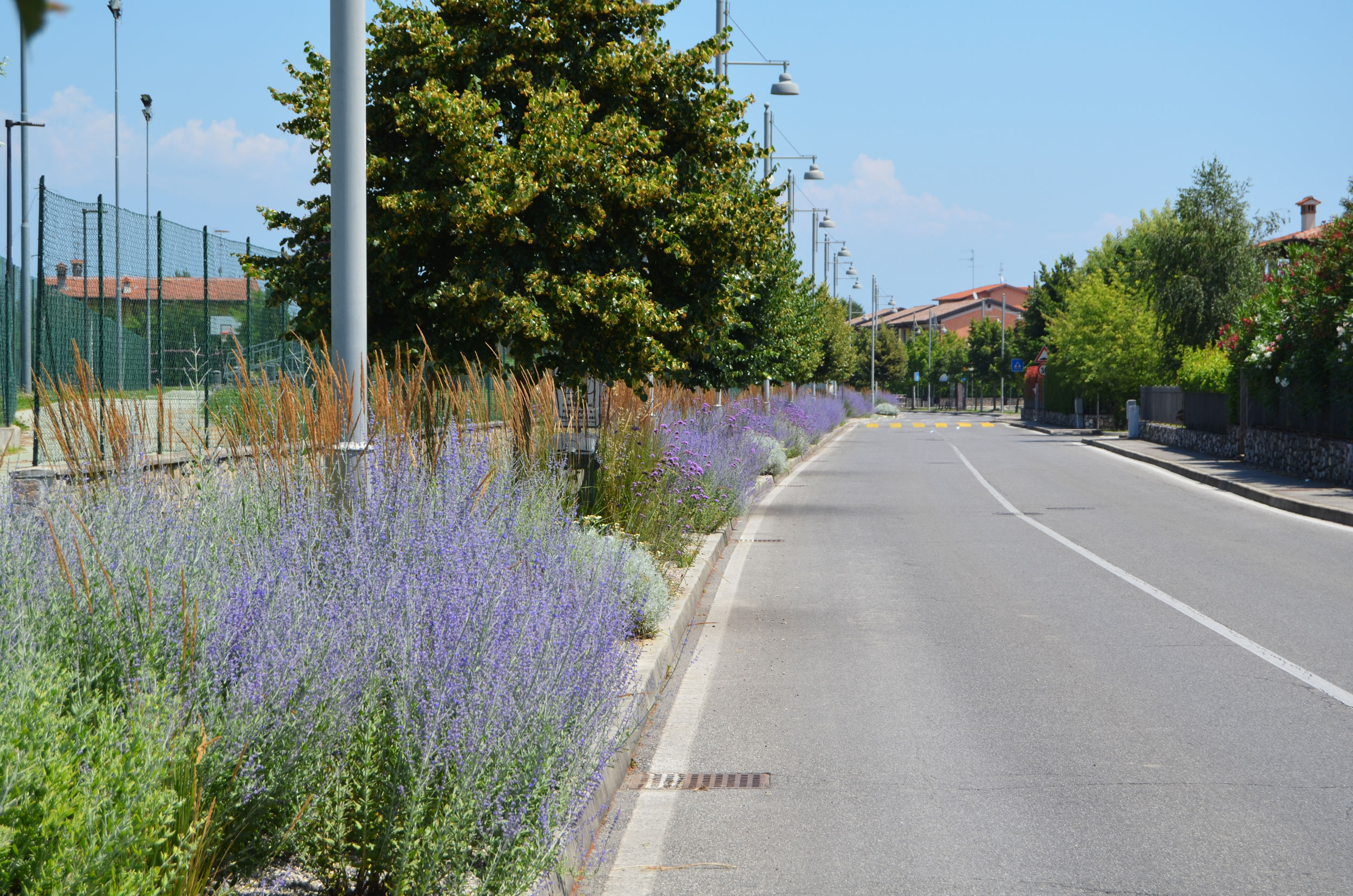 Verbena bonariensis, Perovskia atriplicifolia, Senecio vira vira, Agastache foeniculum, Salvia nemorosa e Stachys byzantina