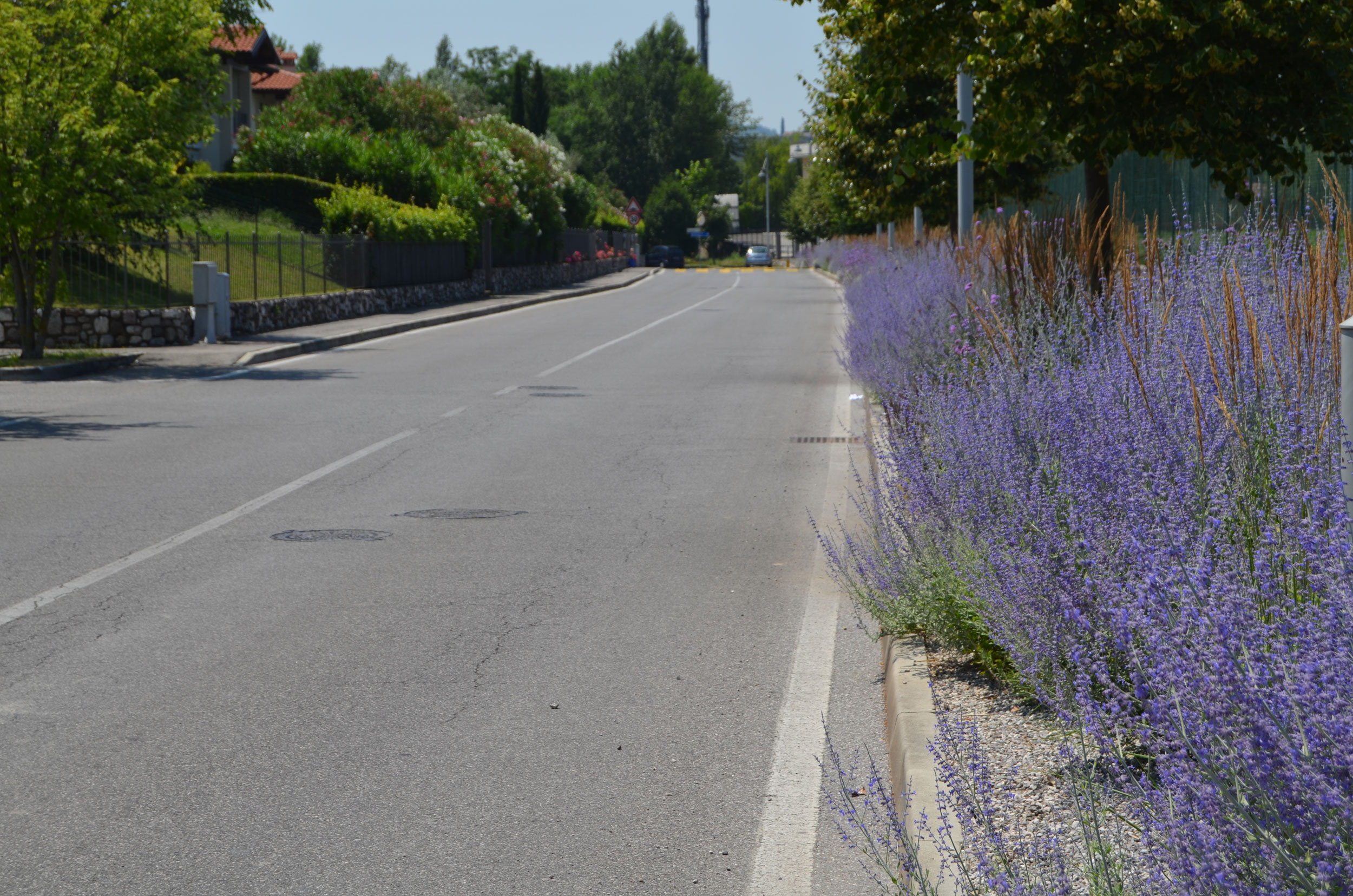 Verbena bonariensis, Perovskia atriplicifolia, Senecio vira vira, Agastache foeniculum, Salvia nemorosa e Stachys byzantina