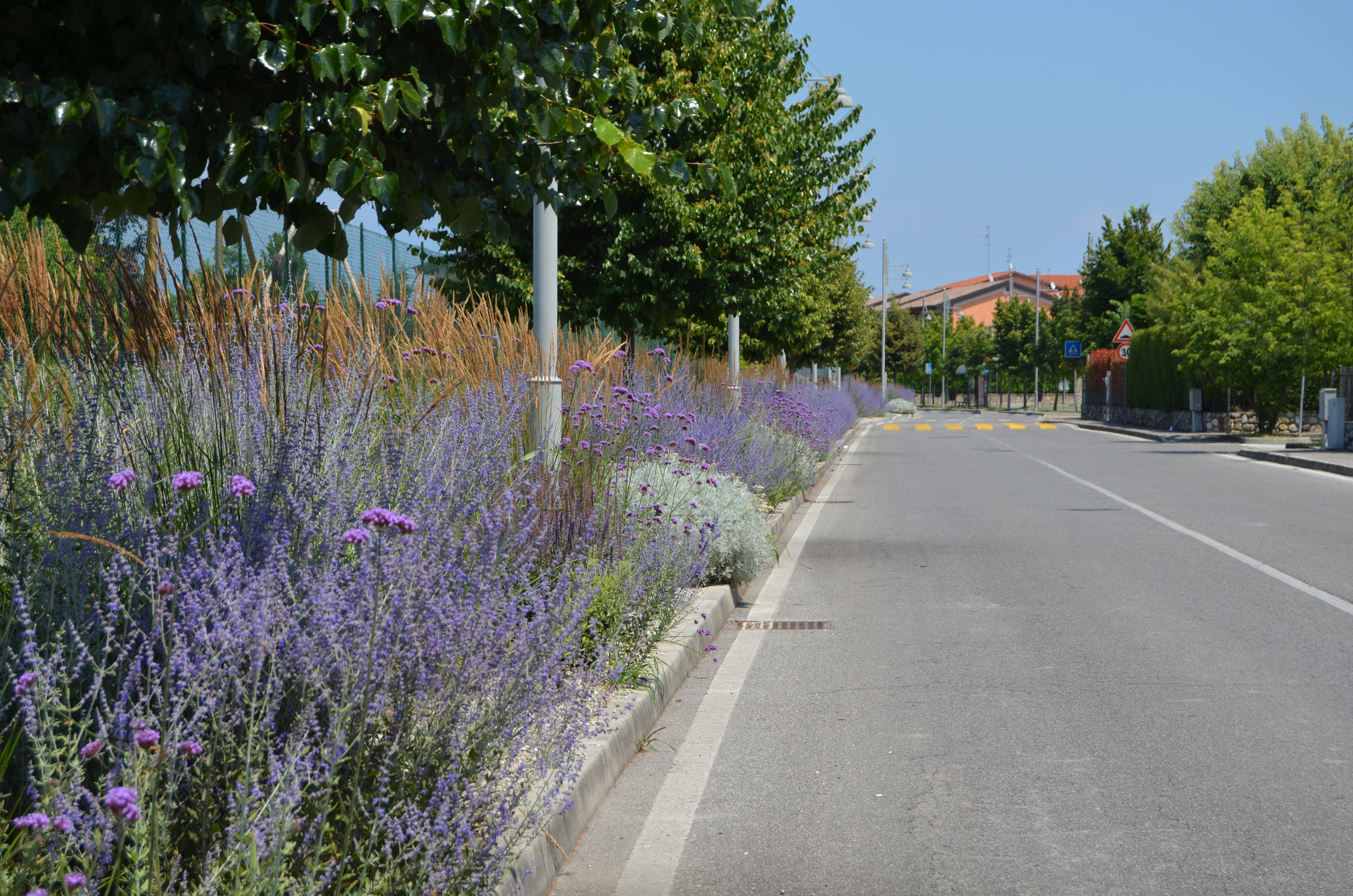 Verbena bonariensis, Perovskia atriplicifolia, Senecio vira vira, Agastache foeniculum, Salvia nemorosa e Stachys byzantina