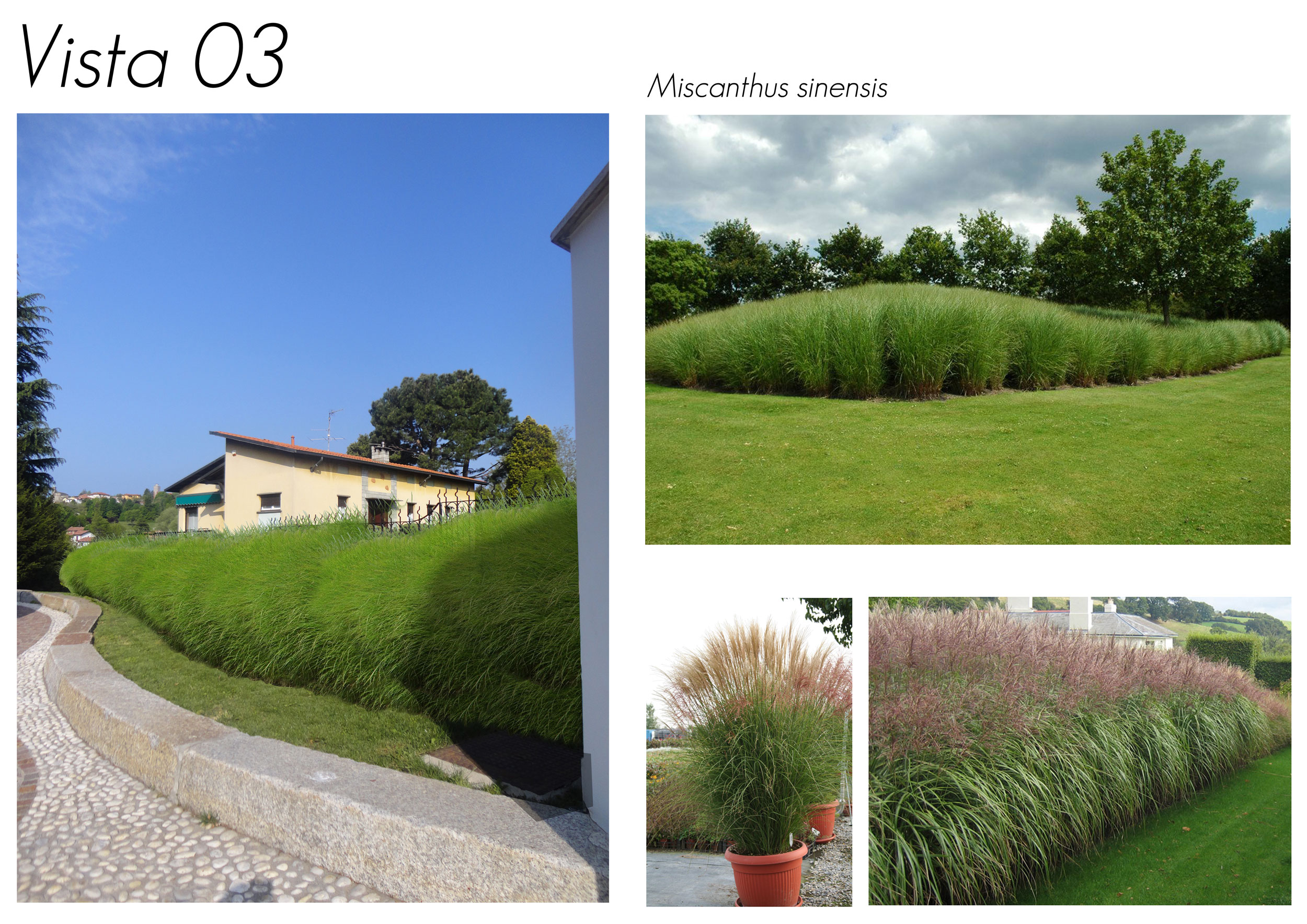 Miscanthus sinensis, graminacee, bordure di graminacee, giardino contemporaneo