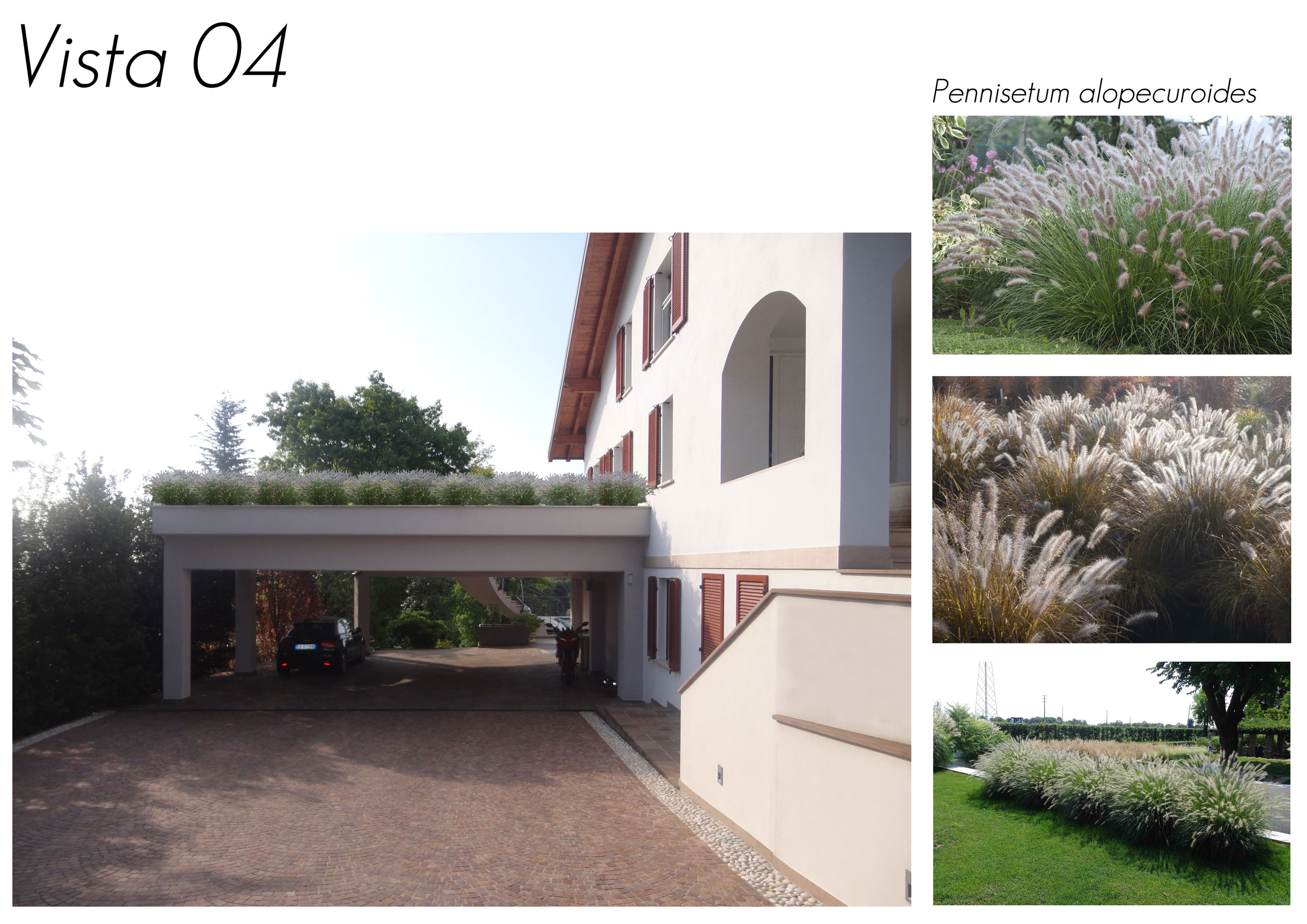 Pennisetum alopecuroides, giardino contemporaneo, graminacee