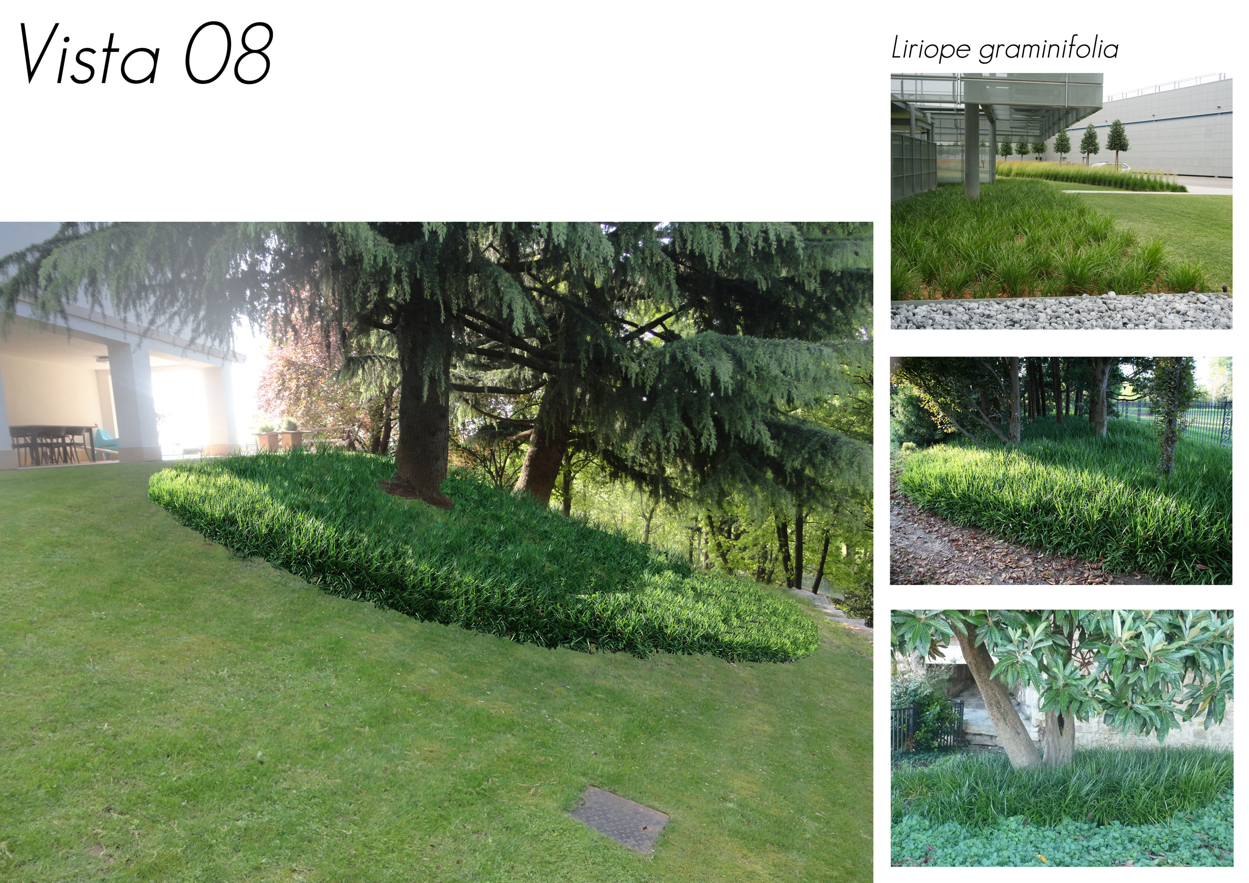 Liriope graminifolia, erbacee sottochioma, giardino degradante