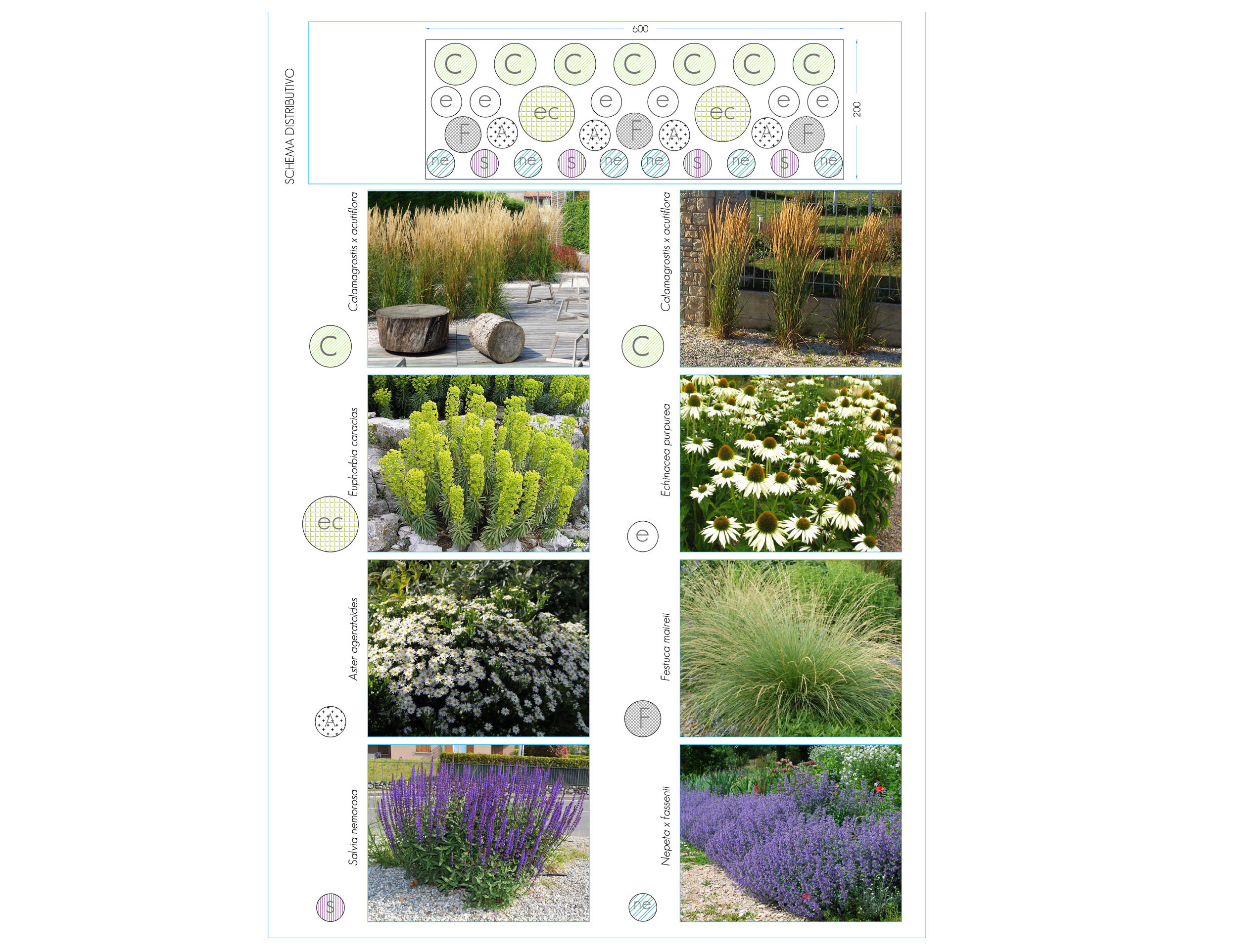 mixed border, erbacee perenni da fiore, graminacee, Miscanthus sinensis, Echinacea purpurea Alba, Echinacea purpurea Alba
