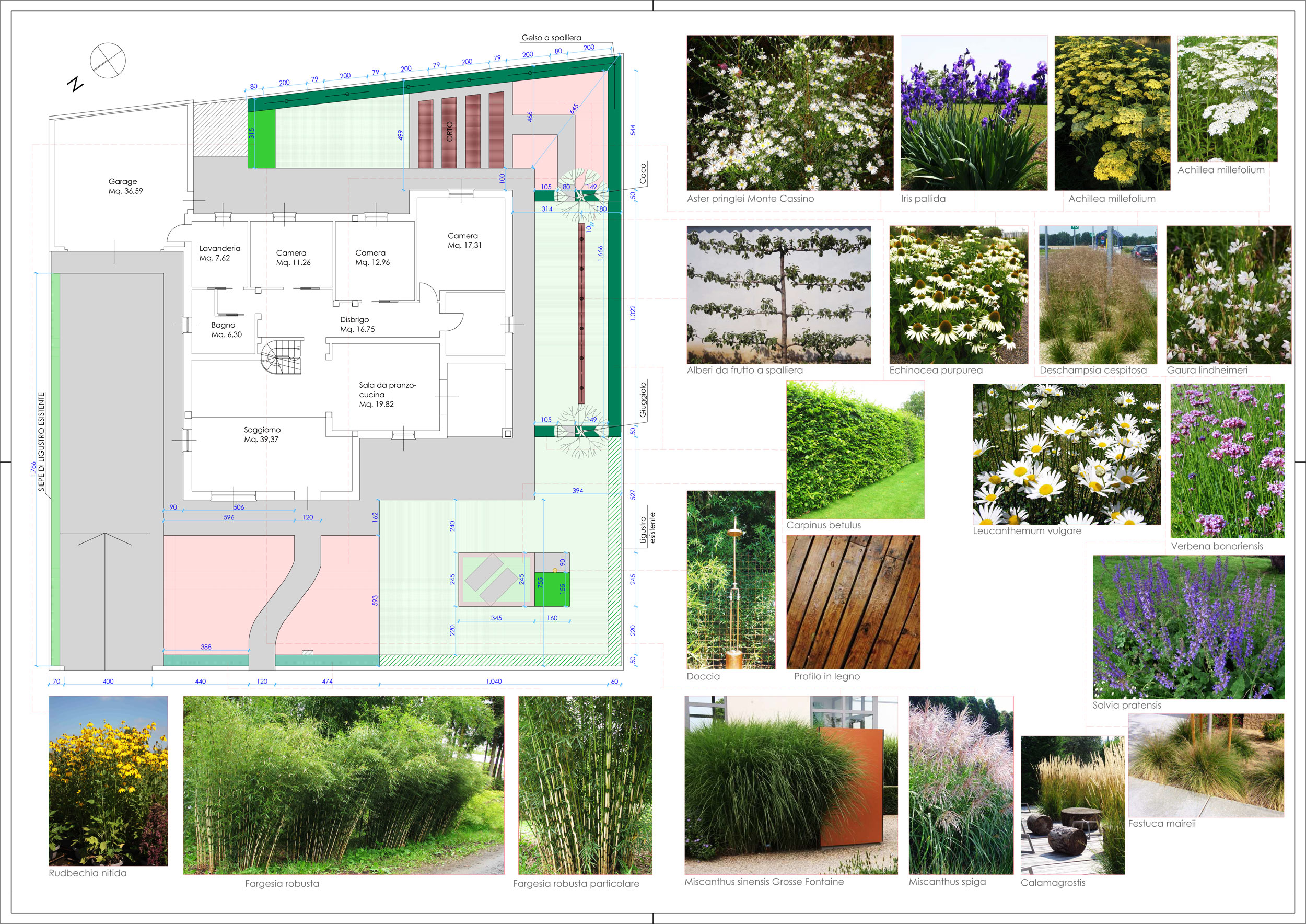 Fargesia robusta, Rudbeckia nitida, Miscanthus sinensis Grosse Fontaine, Calamagrostis x acutiflora, Leucanthemum vulgare, Verbena bonariensis, Aster pringlei Monte Cassino, Iris pallida, Achillea millefolium, Alberi da frutto a spalliera, Echinacea purpurea Alba, Deschampsia cespitosa, Gaura lindheimeri