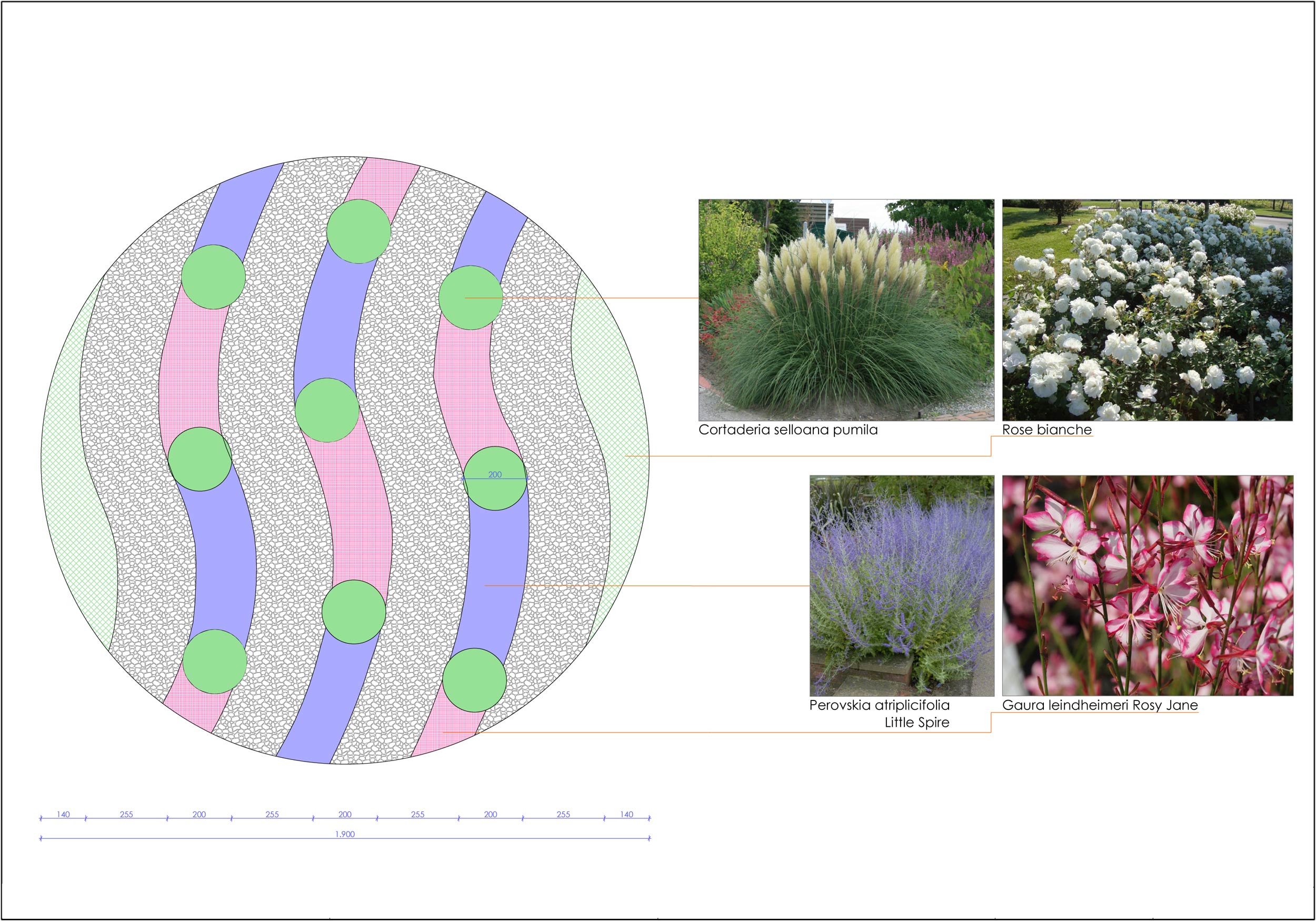 cortaderia  selloana pumila, Perovskia atriplicifolia, Gaura lindheimeri